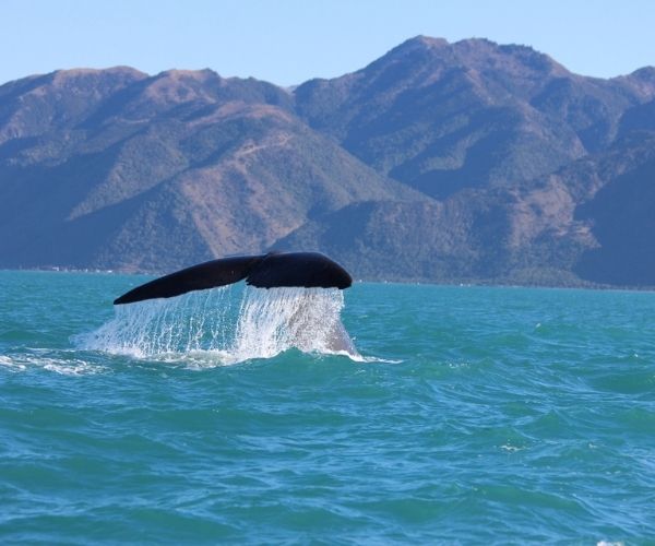 Whale swimming in the ocean with a mountain in the background