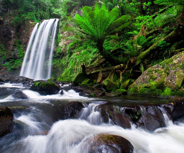 Hopetoun Falls surrounded by green fern