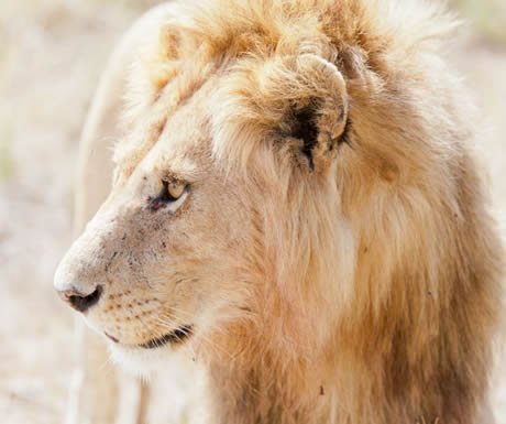 Namiri Plains, Serengeti National Park